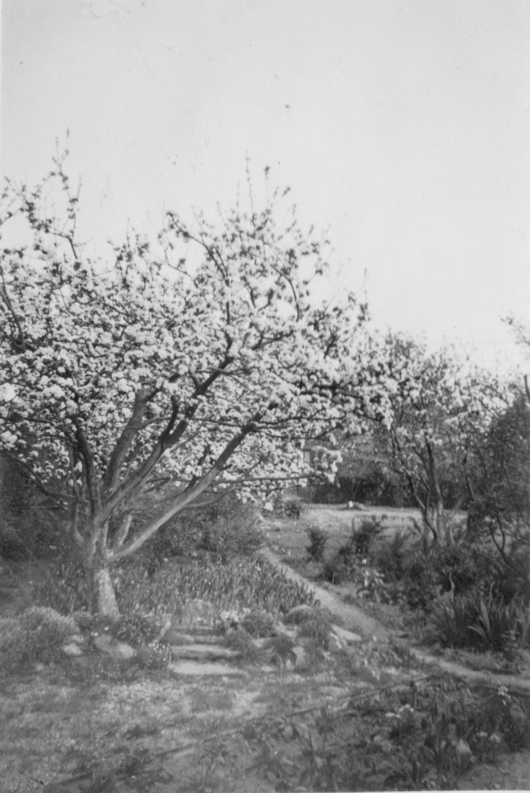 Garden at 58 Natal Road taken April 1943. It shows tulips in bud under trees in full blossom.